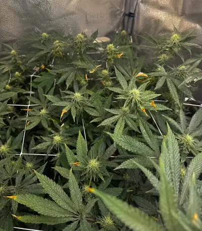 RS11 Seeds (Barney's Farm)