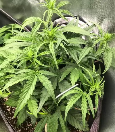 Skywalker Auto Seeds