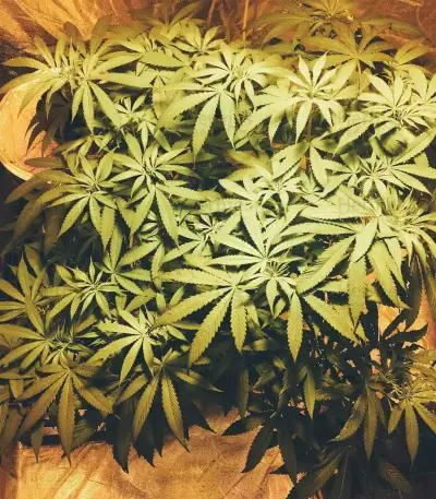 Three Blue Kings feminized seeds