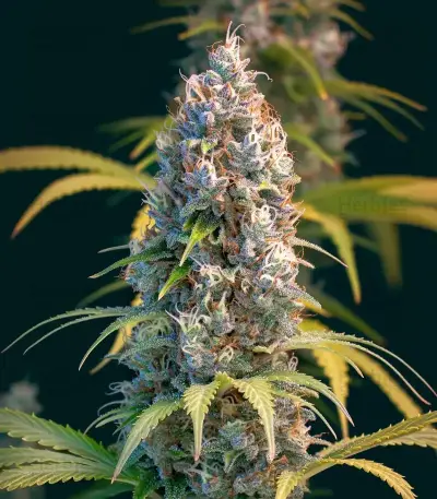 Trainwreck Seeds