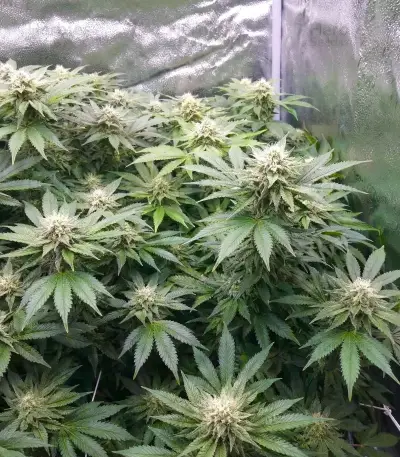 Tropical Tangie Seeds
