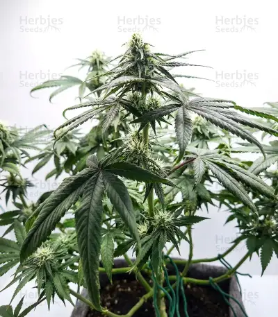 White Panther (White Snurf) feminized seeds