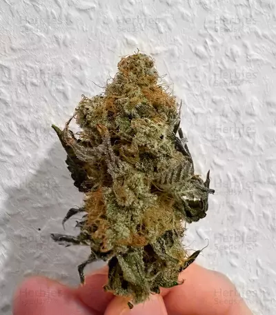 The White Fire OG Feminized Seeds (Seedkeepers)