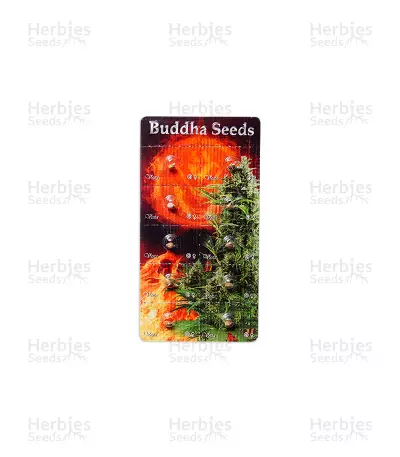 Buddha Vesta Auto Seeds