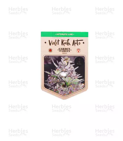 Violet Kush Auto feminized seeds