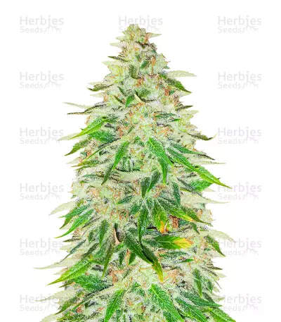 WiFi Kush feminisierte Samen (AlphaFem Seeds)