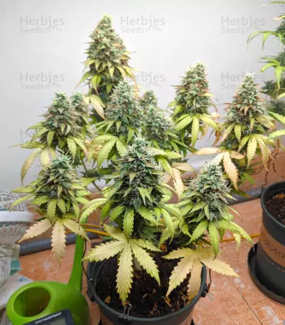 Amnesia Autoflower (Herbies Seeds)