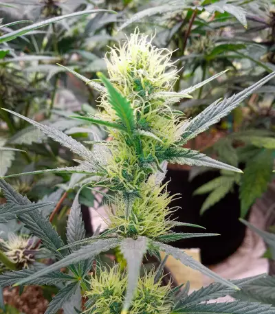Sementes de Ztrawberriez Auto Feminizadas (Fast Buds)
