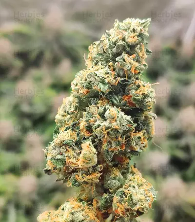 818 Headband