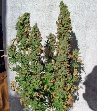 Blueberry cannabis strain