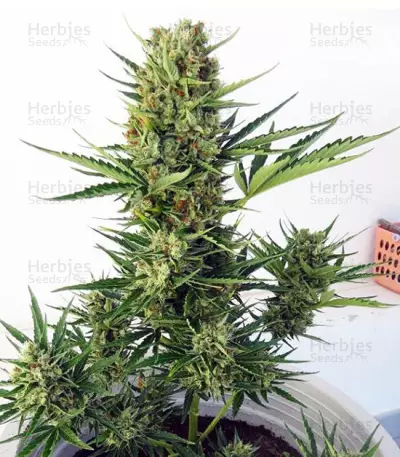 Auto Malawi x Northern Lights