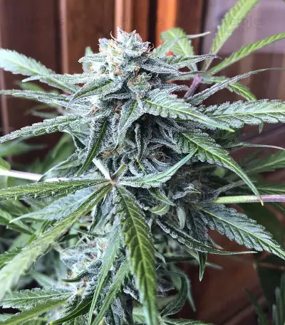 Buddha Deimos Auto Regular seeds