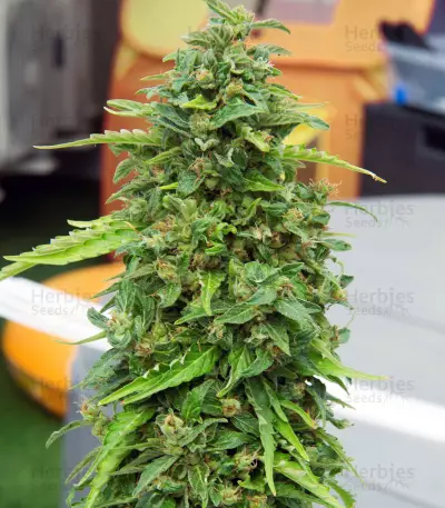 CBD Lemon Potion Auto Seeds