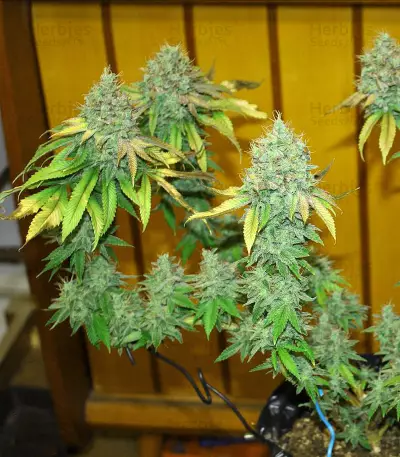 Chocolope Kush feminized seeds