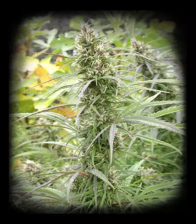 Graines de cannabis Congo (Ace Seeds)