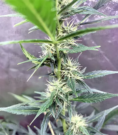 Cookies and Cream Strain