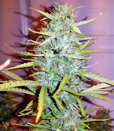 Critical 47 Seeds