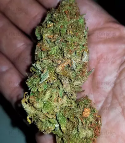 Critical Ryder Auto feminized seeds