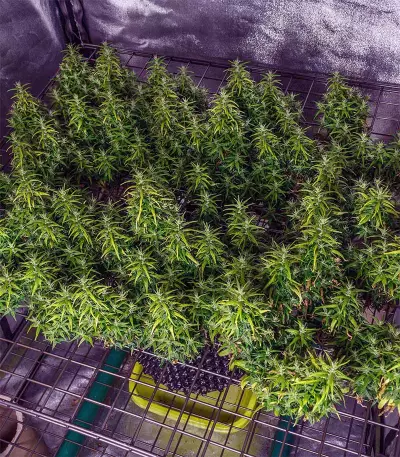 Dr. Grinspoon (Barney's Farm)