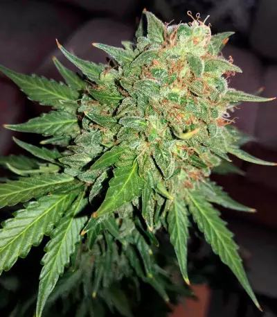 Graines de cannabis Fast & Vast Auto (Heavyweight Seeds)