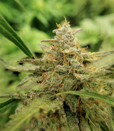 Girl Scout Cookies Seeds (Garden of Green)