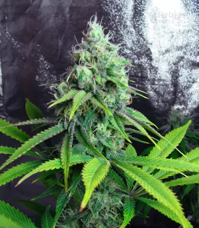 Golden Berry (DNA Genetics)