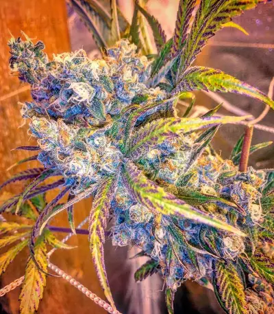 Green Crack (Humboldt Seeds Organization)