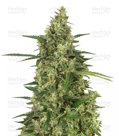 Graines de cannabis Head Stash Auto (Big Head Seeds)