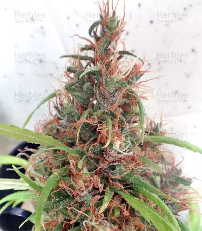 Honduras Seeds