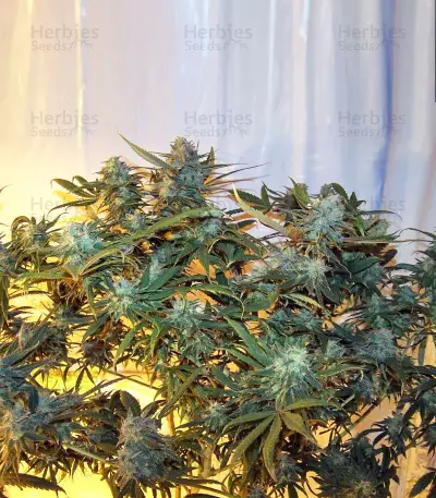Kaya 47 Seeds