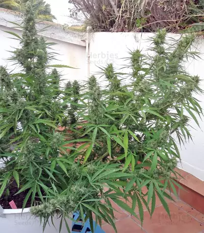 Malawi Breeders Pack Seeds