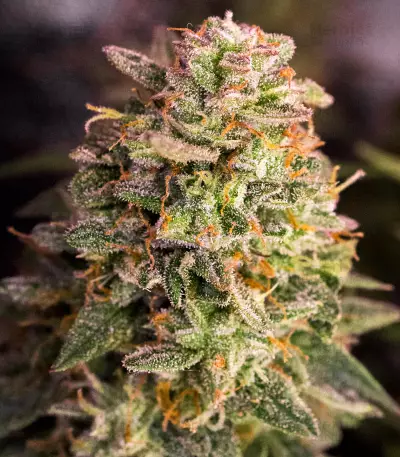 Mandarin Haze Auto (Ministry Of Cannabis)