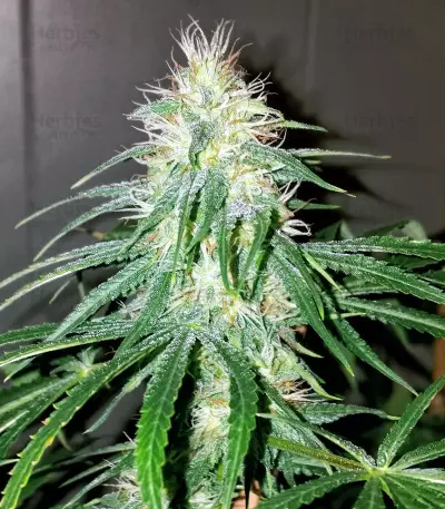 feminized seeds PCK x ErdPurt