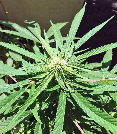 Panama regular seeds