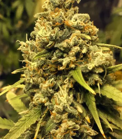 Pineapple Express #2 strain