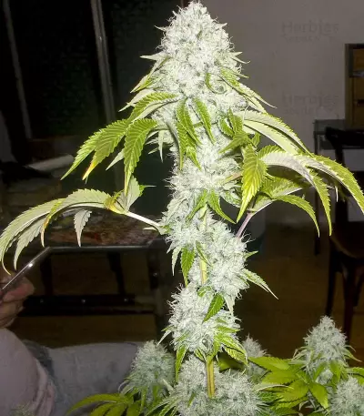 Road Dawg Seeds
