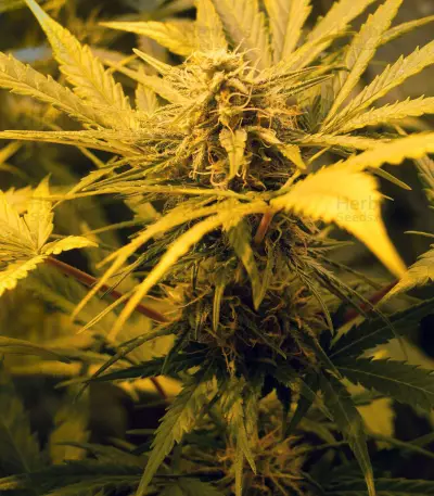 Skunk #1 Automatic (Sensi Seeds)