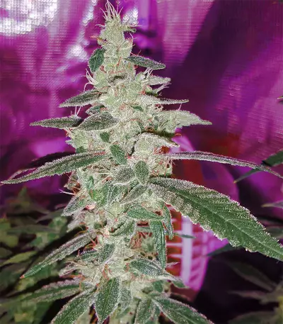 Sour Diesel (Reserva Privada)
