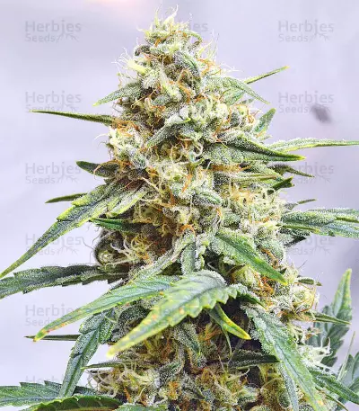 Sour Hound F2 Auto Seeds