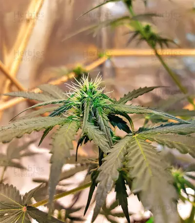 Sticky Fingers Autoflower (Seedstockers)
