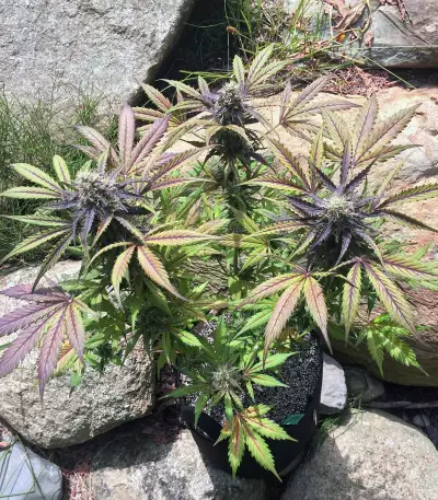 Thin Mint Crack Autoflower feminized seeds