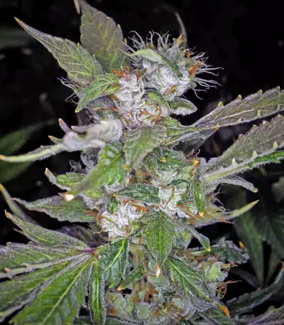 U - Pink Kush feminized seeds