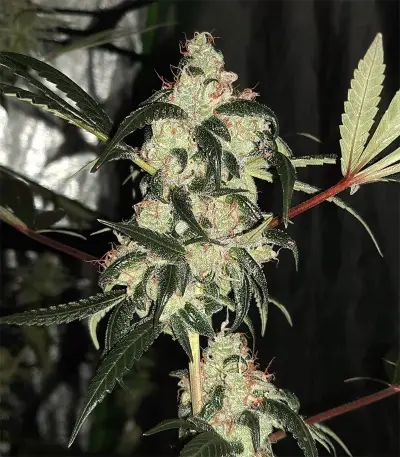 Wedding Cake Feminized Seeds