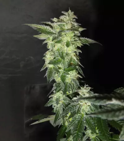 Wedding Gelato feminized seeds