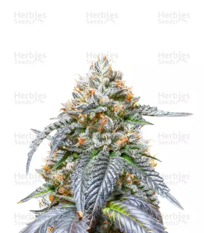 Amnesia Feminized Seeds (Herbies Seeds USA)