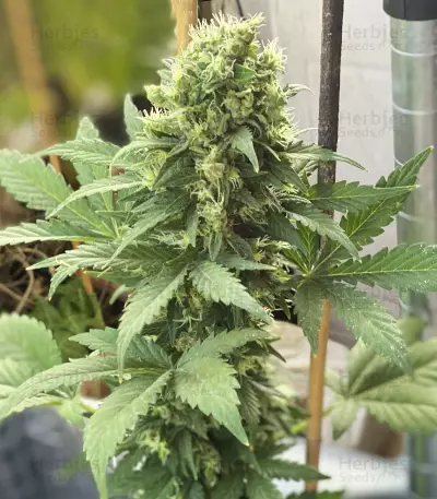 Auto Gelato (Female Seeds)