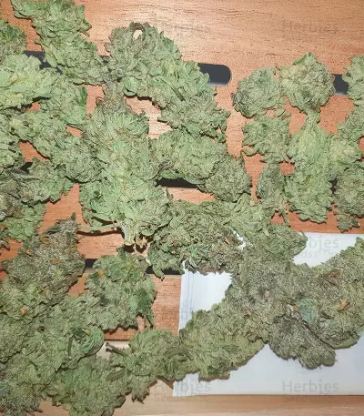 Bay Burger Seeds (Delicious Seeds)