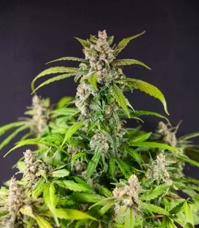 Bay Bueger Early Version (Delicious Seeds)