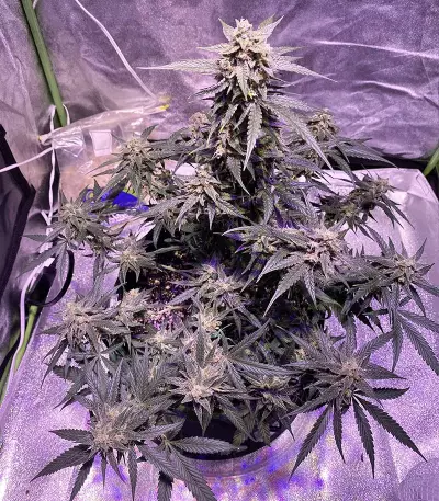 buy berry bomb auto bomb seeds