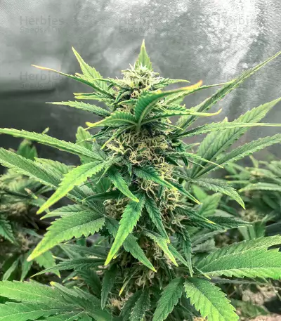 Big Bomb Auto feminized seeds